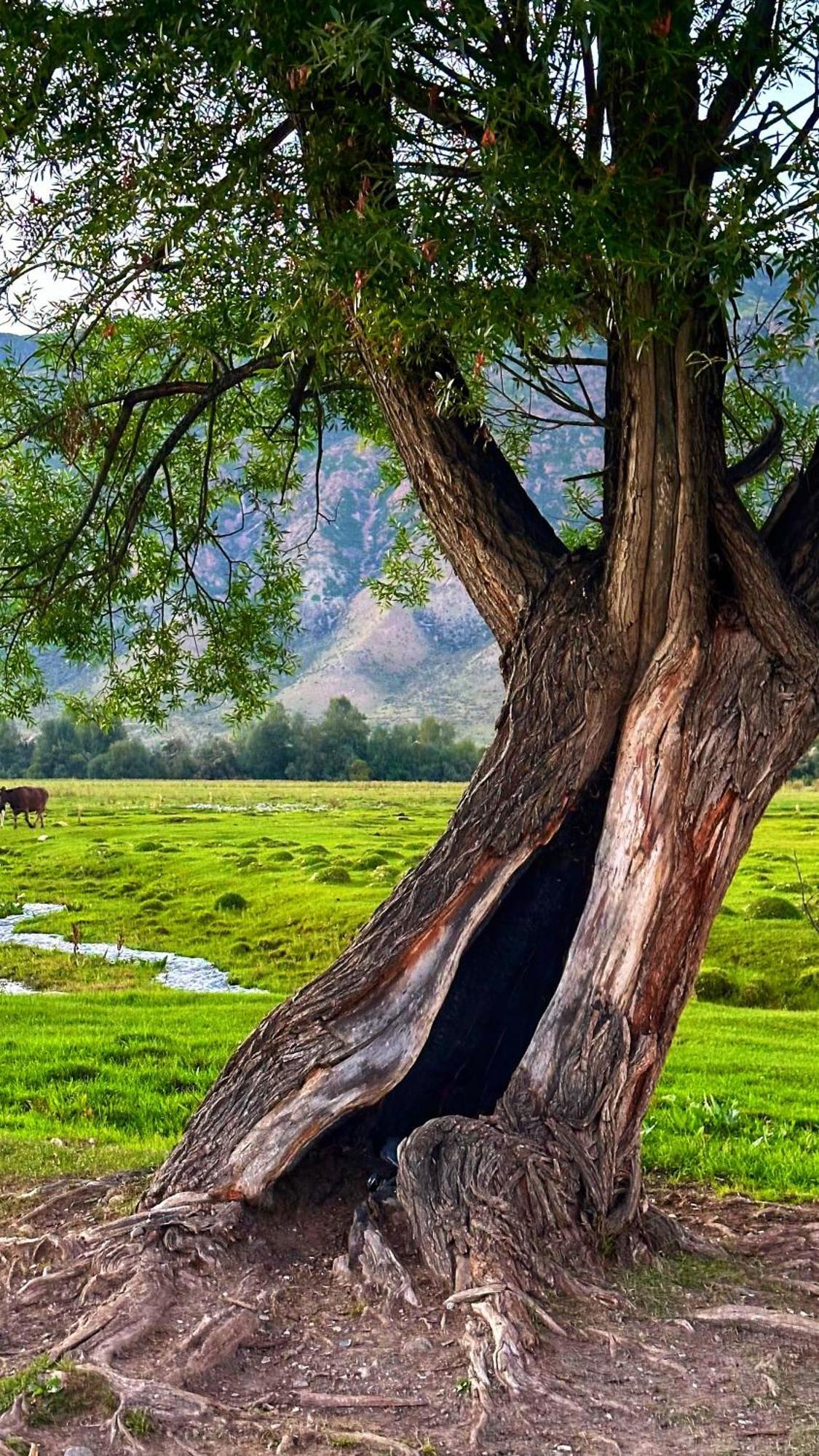 Kolsay Kazakh Village Saty المظهر الخارجي الصورة